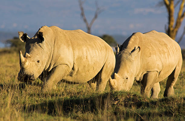 Việc bảo tồn tê giác trắng phương Bắc không chỉ mang ý nghĩa khoa học mà còn góp phần bảo vệ sự đa dạng sinh học của hành tinh. Những nỗ lực này đã và đang thu hút sự chú ý của cộng đồng quốc tế, với hy vọng rằng chúng ta sẽ tìm được giải pháp để bảo tồn loài động vật quý giá này, giúp chúng thoát khỏi nguy cơ tuyệt chủng hoàn toàn.(Ảnh:iStock)