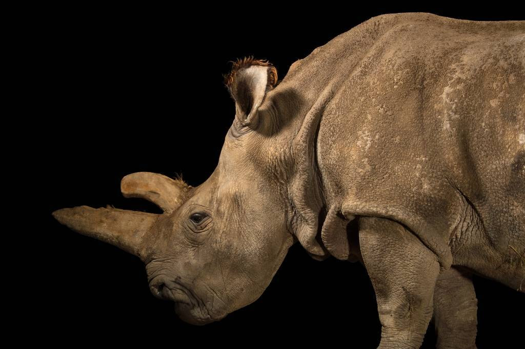 Trước nguy cơ tuyệt chủng cận kề, các nhà bảo tồn đã và đang thực hiện những nỗ lực khoa học để cứu loài tê giác này. Một trong những giải pháp quan trọng là tạo phôi thai nhân tạo. Các nhà khoa học thu thập trứng từ hai cá thể cái còn lại và thụ tinh bằng tinh trùng từ các mẫu lưu trữ của tê giác đực đã qua đời. Đây là tia hy vọng mong manh nhằm duy trì sự tồn tại của loài tê giác trắng phương Bắc.(Ảnh:Joel Sartore)