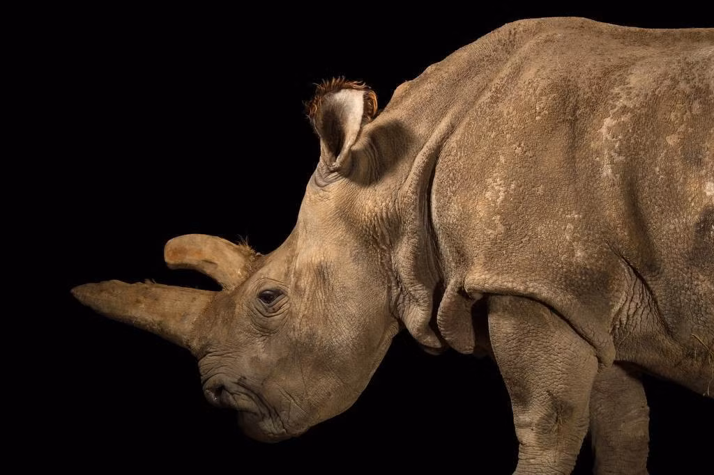 Trước nguy cơ tuyệt chủng cận kề, các nhà bảo tồn đã và đang thực hiện những nỗ lực khoa học để cứu loài tê giác này. Một trong những giải pháp quan trọng là tạo phôi thai nhân tạo. Các nhà khoa học thu thập trứng từ hai cá thể cái còn lại và thụ tinh bằng tinh trùng từ các mẫu lưu trữ của tê giác đực đã qua đời. Đây là tia hy vọng mong manh nhằm duy trì sự tồn tại của loài tê giác trắng phương Bắc.(Ảnh:Joel Sartore)