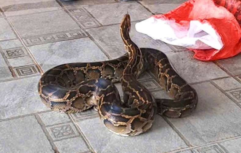 Trong một trường hợp tương tự cách đây không lâu, một người dân ở Hà Tĩnh cũng đã tự nguyện giao nộp một cá thể trăn đất dài gần 4m, nặng hơn 7kg, để thả về tự nhiên. Cá thể trăn này được phát hiện trong vườn nhà của anh Đoàn Quốc Phong, tại thôn Tây Sơn, xã Lưu Vĩnh Sơn, huyện Thạch Hà. Sau khi biết đây là loài động vật nguy cấp, anh Phong đã tự nguyện giao nộp cho Hạt Kiểm lâm huyện Thạch Hà. (Ảnh: Tiền phong)