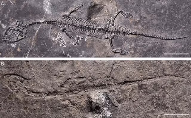 Một bộ xương hóa thạch khá nguyên vẹn của loài quái vật biển hoàn toàn mới đã được phát hiện ở mỏ đá bỏ hoang tại huyện Lô Khê, tỉnh Vân Nam, Trung Quốc. (Ảnh: Swiss Journal of Palaeontology)