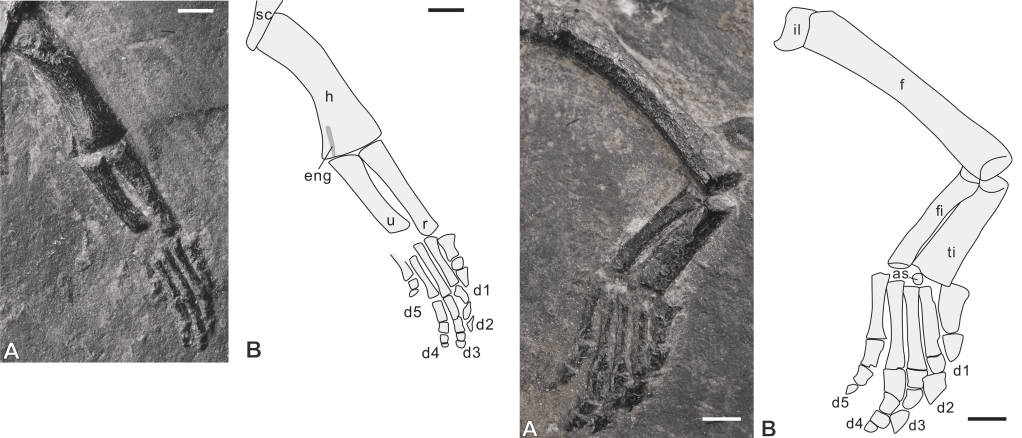 Dianmeisaurus mutaensis có vẻ ngoài giống thằn lằn, đầu nhỏ, cổ dài, các chi giống mái chèo và đuôi dài. (Ảnh: Dinozoïque)