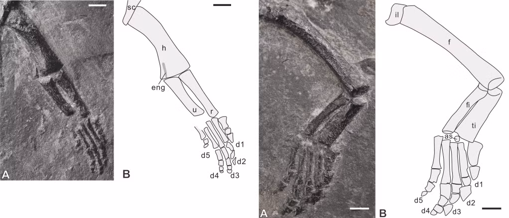 Dianmeisaurus mutaensis có vẻ ngoài giống thằn lằn, đầu nhỏ, cổ dài, các chi giống mái chèo và đuôi dài. (Ảnh: Dinozoïque)