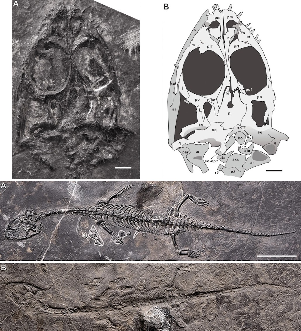 Tethys hình thành khoảng 250 triệu năm trước và tan rã khoảng 200 triệu năm trước, tạo nên các châu lục hiện nay. (Ảnh: Species New to Science)