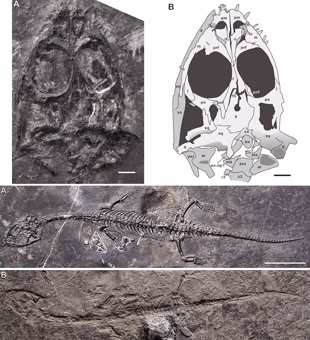 Tethys hình thành khoảng 250 triệu năm trước và tan rã khoảng 200 triệu năm trước, tạo nên các châu lục hiện nay. (Ảnh: Species New to Science)