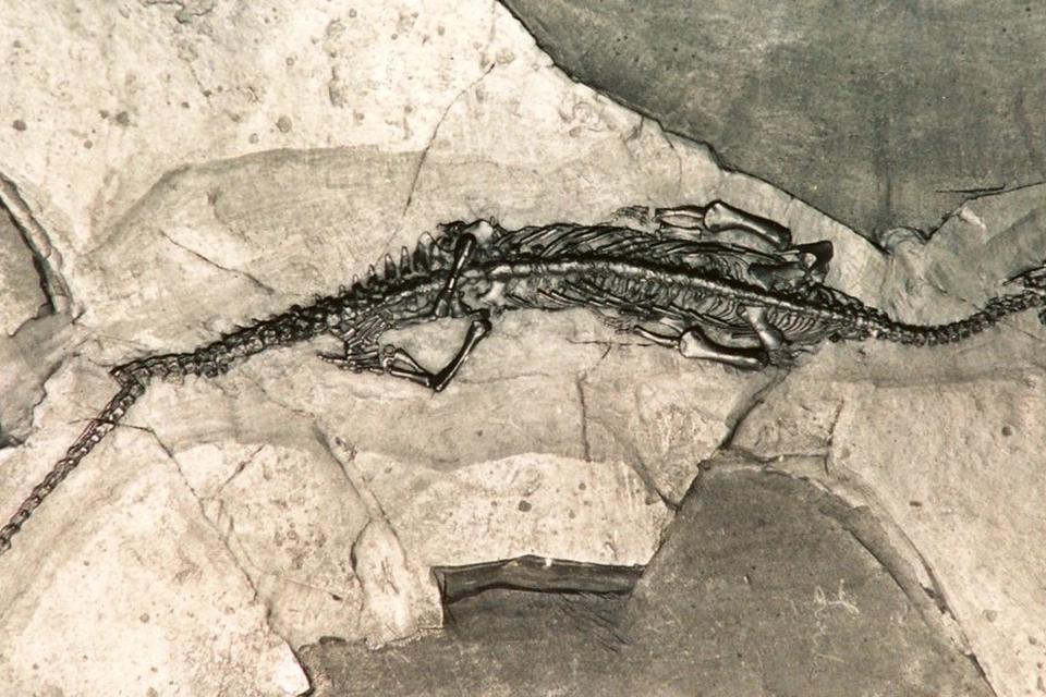 Bộ xương được bảo quản trong lớp đá vôi micritic màu xám đen, với chiều dài tổng thể chỉ 99,2 mm, cho thấy sinh vật này khá nhỏ bé. (Ảnh: Dagens)