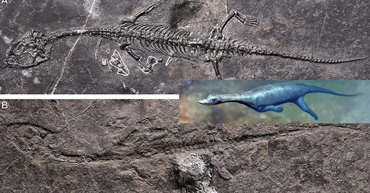 Phát hiện này cung cấp thêm bằng chứng về sự đa dạng của các loài bò sát biển trong đại Trung Sinh.(Ảnh: Boolokam)