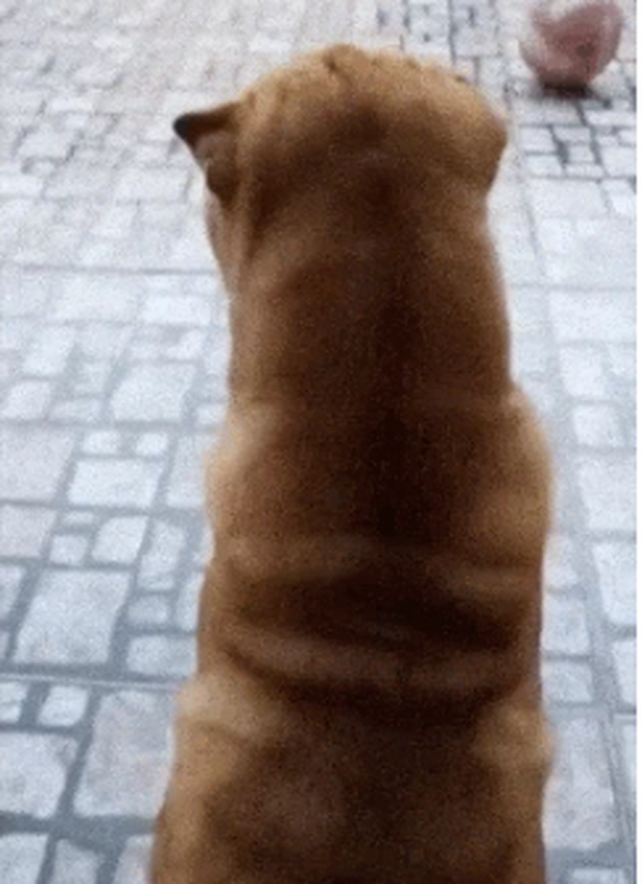 Sự hiểu nhầm hài hước này đã được ghi lại và chia sẻ trên mạng xã hội, thu hút nhiều bình luận vui nhộn từ cư dân mạng. Họ thậm chí đùa rằng chú chó có vẻ đang tập yoga vì sự linh hoạt của cột sống cổ. (Ảnh: TCQH)