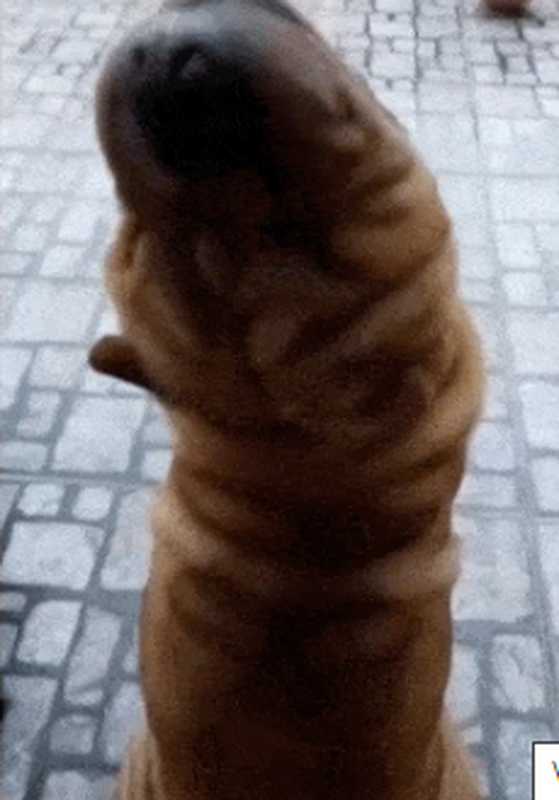 Sinh vật lạ này có thân hình như không có đầu và dáng đứng quái dị, khiến anh sợ hãi. (Ảnh: TCQH)