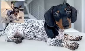 Tuy nhiên, Moo có phần đầu là một màu đen pha chút nâu ở mũi, phần dưới chân chúng có chút đen nâu, còn lại phần thân người là bộ lông màu đen trắng giống hệt chó đốm. (Ảnh: Oddity Central)