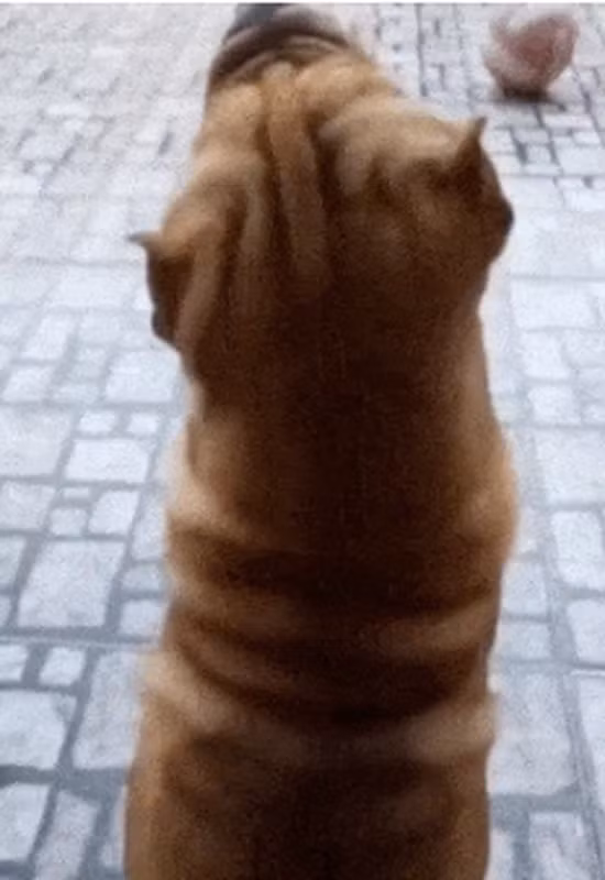 Tuy nhiên, sau khi lấy lại bình tĩnh và quan sát kỹ hơn, anh phát hiện đó chỉ là chú chó cưng của mình đang ngửa đầu ra phía sau trong một tư thế kỳ quặc. (Ảnh: TCQH)