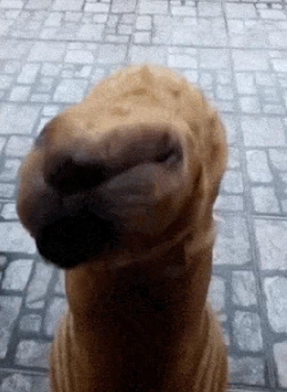 Một người đàn ông ở Cẩm Châu, tỉnh Liêu Ninh, Trung Quốc, đã trải qua khoảnh khắc "hú hồn" khi vừa tỉnh dậy sau giấc ngủ, anh thấy một sinh vật kỳ lạ đứng ngoài cửa, tưởng nhầm là " quái thú ngoài hành tinh". (Ảnh: TCQH)