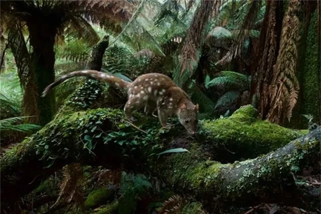 Việc phát hiện mèo túi đuôi đốm tái xuất đã mang lại hy vọng cho các nhà khoa học, mở ra cơ hội nghiên cứu và bảo tồn loài vật quý hiếm này. (Ảnh: DNVN)