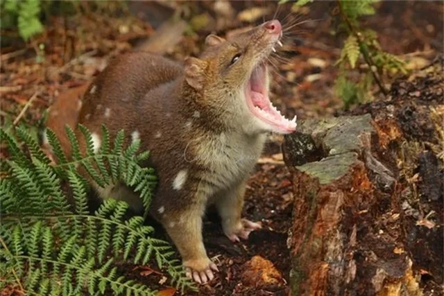 Quá trình này có thể kéo dài từ 3 tiếng đến 1 ngày và thường khiến con cái yếu dần và chết sau đó. (Ảnh: DNVN)