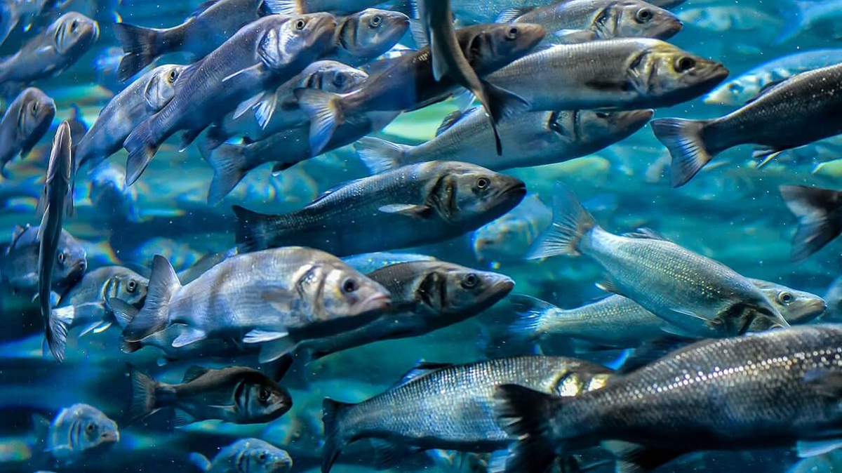 Tuy nhiên, điều này không giúp chúng tránh khỏi đàn cá tuyết đang săn mồi dữ dội. (Ảnh: Atlas-geografic.net)