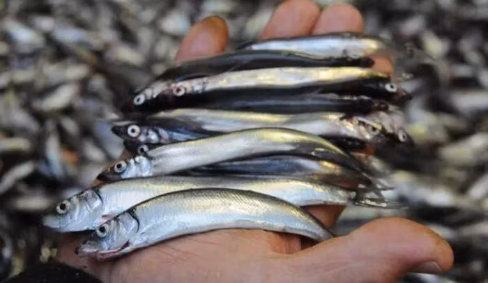 Chỉ trong 4 giờ, đàn cá tuyết đã tiêu diệt hơn 10,5 triệu con cá trứng.(Ảnh: The Fishing Daily)