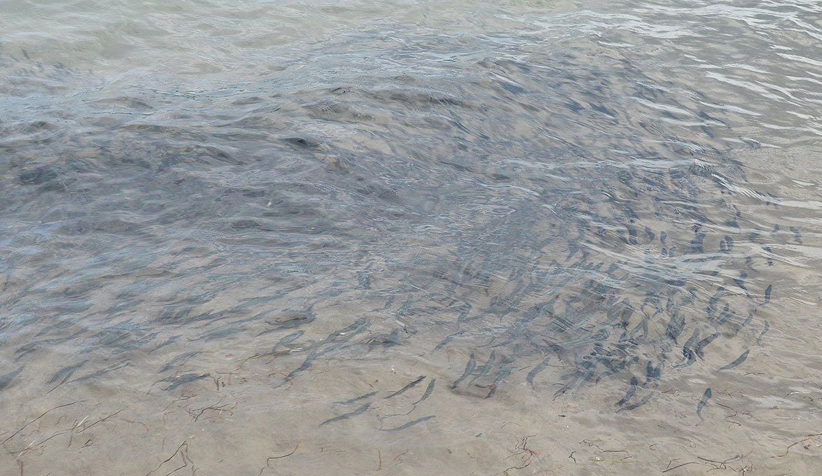 Sự kiện săn mồi này đã gây ảnh hưởng nghiêm trọng đến hệ sinh thái biển Barents, và có thể thay đổi hành vi di cư của cá trứng, ảnh hưởng đến các loài phụ thuộc vào chúng như chim biển và động vật có vú.(Ảnh: The Inertia)