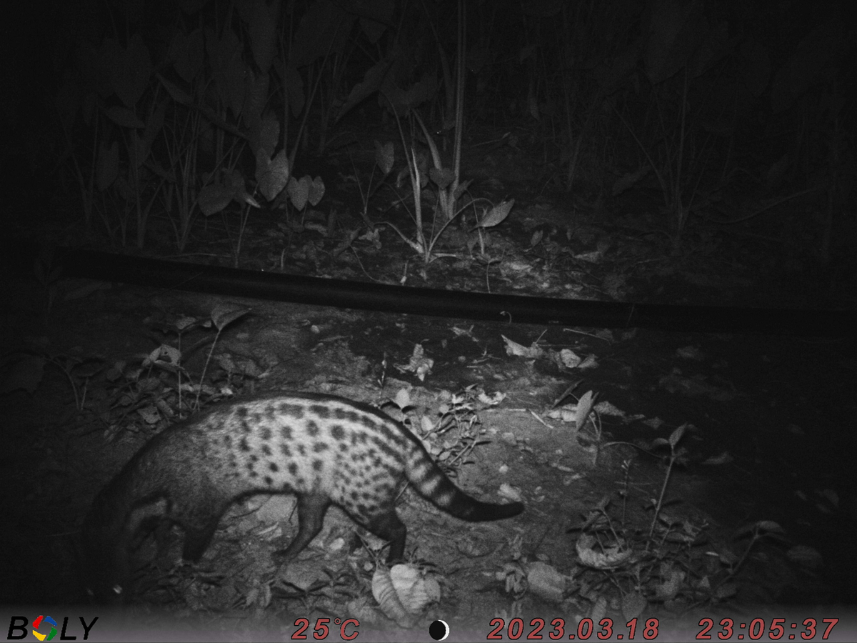 Không chỉ tại Việt Nam mà nhiều tổ chức bảo vệ động vật trên thế giới cũng đang nỗ lực bảo tồn cầy giông sọc, giúp chúng thoát khỏi nguy cơ tuyệt chủng. Các biện pháp bao gồm việc bảo vệ môi trường sống, ngăn chặn săn bắn trái phép và tăng cường nghiên cứu về loài. (Ảnh: iNaturalist)