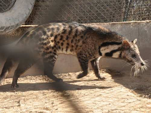 Đội ngũ kiểm lâm và bác sĩ thú y cũng đã chăm sóc và thả về tự nhiên những cá thể cầy giông sọc bị thương, giúp chúng phục hồi sức khỏe và quay trở lại môi trường sống tự nhiên.(Ảnh: ZOOINSTITUTES)