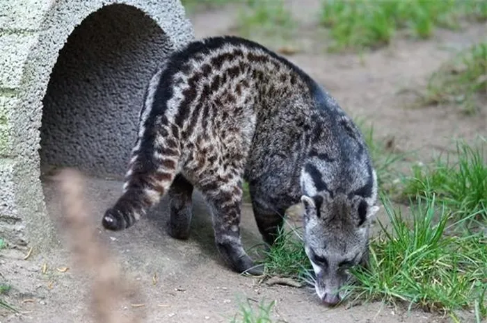 Loài này là thú bản địa của vùng Đông Nam Á, được tìm thấy ở Việt Nam, Lào, Thái Lan, Myanmar, và Campuchia. Tại Việt Nam, chúng phân bố chủ yếu ở Tây Nguyên và Nam Bộ.(Ảnh: DNVN)