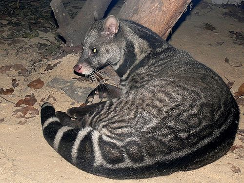 Trong lòng rừng xanh Đông Nam Á, loài cầy giông sọc (Large-spotted Civet Viverra megaspila), một loài thú quý hiếm từng bị nghĩ đã tuyệt chủng, nhưng sự tái xuất của chúng vào năm 2016 tại Việt Nam đã làm nức lòng giới khoa học và bảo tồn. Phát hiện này là minh chứng cho sức sống mãnh liệt và sự kỳ diệu của thiên nhiên, đồng thời là lời nhắc nhở về tầm quan trọng của công tác bảo tồn. (Ảnh: Palm Oil Detectives)