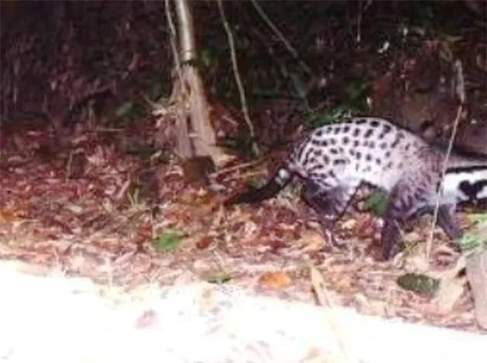 Tình trạng mất rừng và săn bắn đã khiến cầy giông sọc ngày càng hiếm gặp trong tự nhiên. Bộ da và lông của chúng có giá trị kinh tế cao, khiến chúng bị truy lùng gắt gao. Ở Việt Nam, vùng phân bố và số lượng loài này đã giảm sút nghiêm trọng. Cầy giông sọc từng bị đánh giá là “có thể đã tuyệt chủng”, nhưng sự tái xuất của chúng cho thấy khả năng phục hồi và thích nghi của loài.(Ảnh: DNVN)