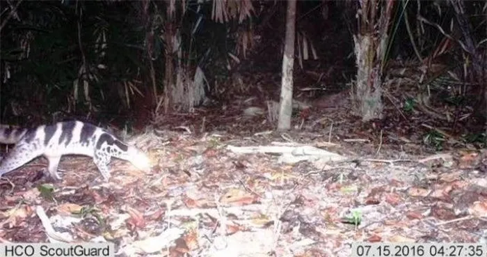 Tháng 9/ 2016, cầy giông sọc được ghi nhận lần đầu trong tự nhiên bằng phương pháp bẫy ảnh tại Khu Bảo tồn Tự nhiên Phong Điền. Vài tháng trước đó, loài này được Liên minh Bảo tồn Thiên nhiên Quốc tế (IUCN) đánh giá là “có thể đã tuyệt chủng ở Trung Quốc và Việt Nam”. Phát hiện này đã mang lại niềm vui lớn cho cộng đồng khoa học và bảo tồn, chứng minh rằng loài cầy giông sọc vẫn tồn tại.(Ảnh: DNVN)