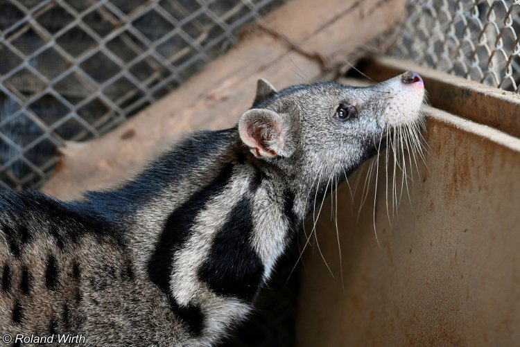 Điểm đặc biệt của cầy giông sọc là các đốm đen lớn rõ rệt trên sườn bắp đùi và chân sau, có thể tách rời hoặc tạo thành dải. (Ảnh: BioLib.cz)