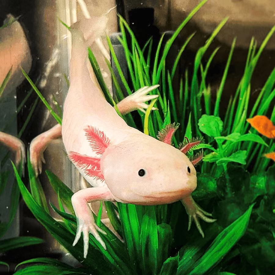 Hiện loài này được liệt vào danh sách "nguy cơ cao" trong Sách đỏ của Liên minh Bảo tồn Thiên nhiên Quốc tế (IUCN).(Ảnh: Swell UK)