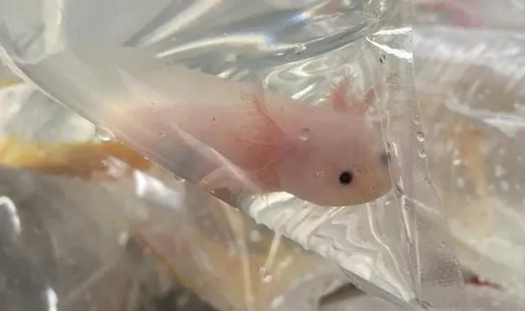 Loài khủng long tí hon này dễ nuôi hơn cá vàng, chỉ cần thay nước 2-3 ngày một lần.(Ảnh: baijiahao)