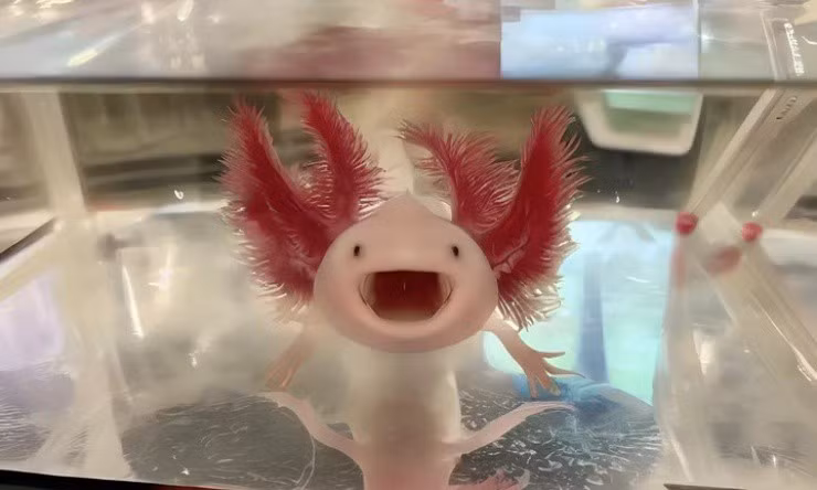 Những con kỳ nhông nhân giống nhân tạo được bán hợp pháp, với giá chỉ 10 NDT (khoảng 34.600 VND). (Ảnh: baijiahao)