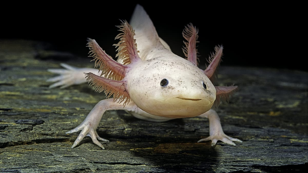 Tuy nhiên, Axolotl đang đối mặt với nguy cơ tuyệt chủng. Hiện chỉ còn khoảng 50 đến 1.000 cá thể sinh sống trong tự nhiên, và số lượng này ngày càng giảm đi.(Ảnh: Mental Floss) 