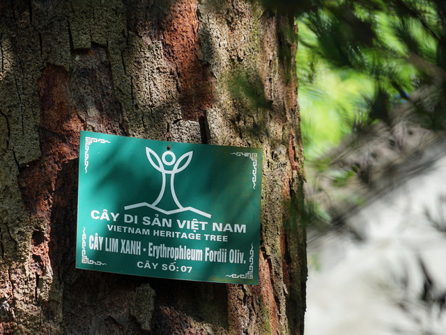 Là một trong số ít cây lim xanh còn sót lại trên thế giới, chỉ mọc tại Việt Nam và Trung Quốc, cây lim xanh này được người dân xem như báu vật tâm linh, mang lại bình yên và thịnh vượng. Để bảo vệ cây cổ thụ, vườn quốc gia đã thành lập trạm kiểm soát và cử cán bộ thường xuyên tuần tra.(Ảnh: Tạp chí điện tử Thiên nhiên và Môi trường)