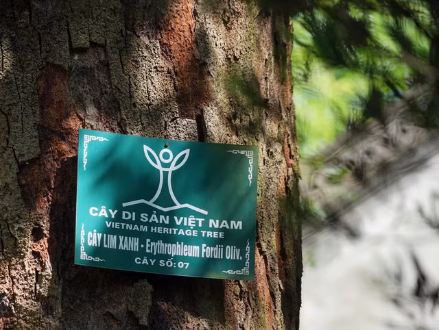 Là một trong số ít cây lim xanh còn sót lại trên thế giới, chỉ mọc tại Việt Nam và Trung Quốc, cây lim xanh này được người dân xem như báu vật tâm linh, mang lại bình yên và thịnh vượng. Để bảo vệ cây cổ thụ, vườn quốc gia đã thành lập trạm kiểm soát và cử cán bộ thường xuyên tuần tra.(Ảnh: Tạp chí điện tử Thiên nhiên và Môi trường)
