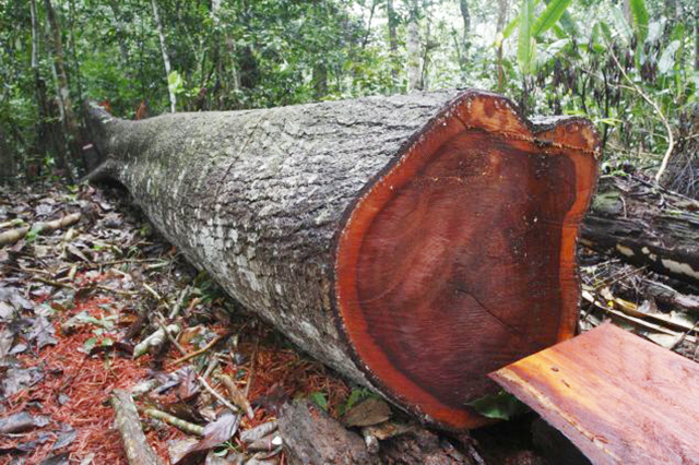 Gỗ lim xanh có màu nâu bóng, rất cứng và kháng bệnh nấm gỗ tốt. Khả năng kháng mối mọt và độ bền của gỗ lim xanh đến từ cấu trúc lignin cô đặc và sợi gỗ dày. (Ảnh: Govi)