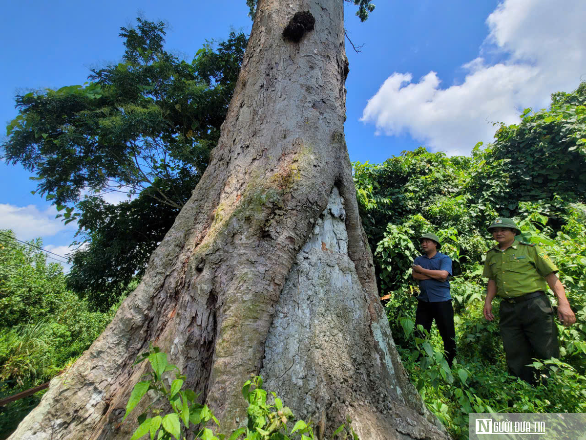 Do giá trị kinh tế và lịch sử cao, lim xanh đang bị đe dọa tuyệt chủng, theo Sách Đỏ IUCN. Nỗ lực bảo tồn tại Vườn Quốc gia Bến En giúp duy trì và phát triển loài cây quý hiếm này, góp phần vào việc bảo vệ đa dạng sinh học và giá trị lịch sử của Việt Nam.(Ảnh: Người Đưa Tin)