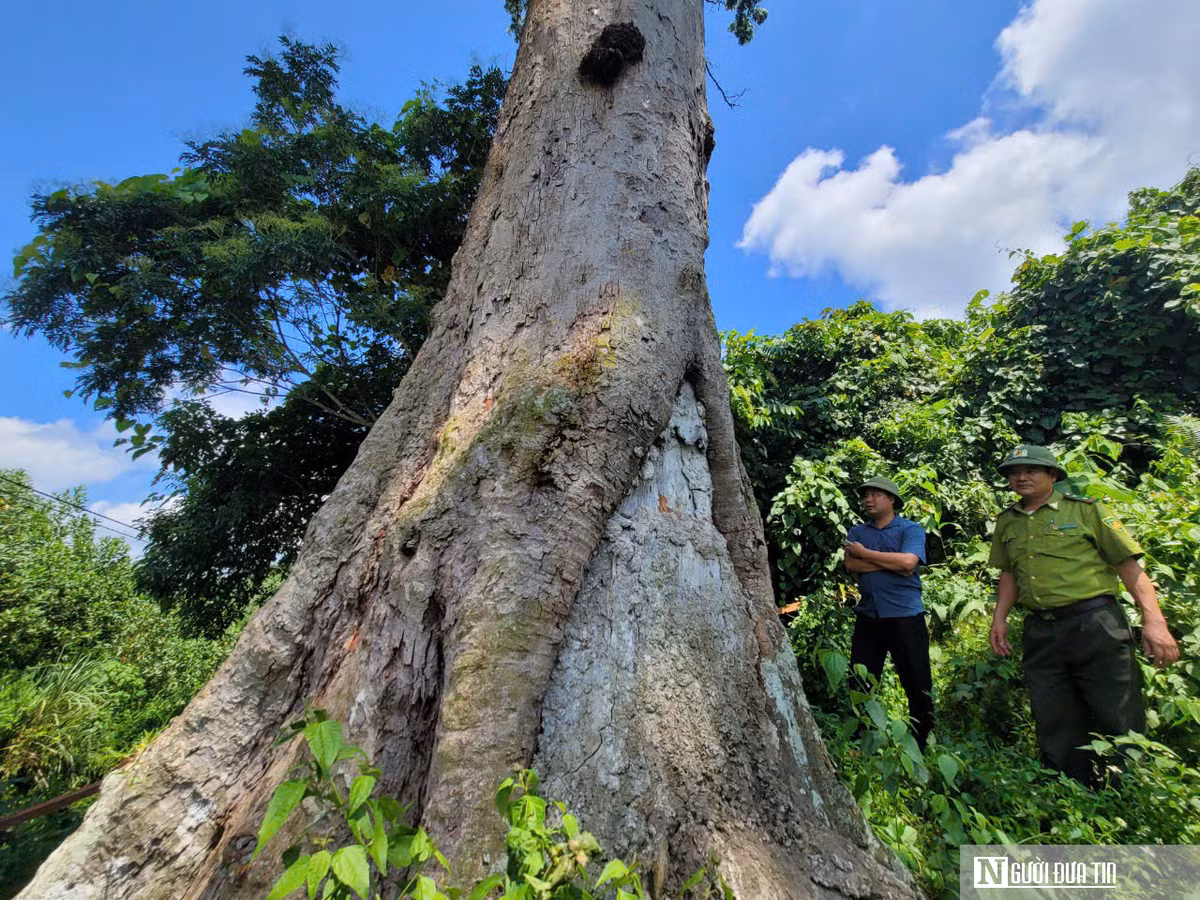 Do giá trị kinh tế và lịch sử cao, lim xanh đang bị đe dọa tuyệt chủng, theo Sách Đỏ IUCN. Nỗ lực bảo tồn tại Vườn Quốc gia Bến En giúp duy trì và phát triển loài cây quý hiếm này, góp phần vào việc bảo vệ đa dạng sinh học và giá trị lịch sử của Việt Nam.(Ảnh: Người Đưa Tin)