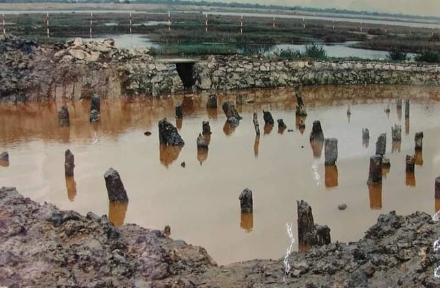 Lịch sử của lim xanh còn gắn liền với nhiều công trình quan trọng tại Việt Nam như di tích Hoàng thành Thăng Long và bãi cọc Bạch Đằng. (Ảnh: Báo Sức khỏe đời sống)