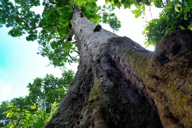 Tại Vườn Quốc gia Bến En, thuộc tỉnh Thanh Hóa, Việt Nam, có một cây lim xanh cổ thụ gần 700 tuổi được công nhận là Cây Di sản Việt Nam vào năm 2022. (Ảnh: Báo Tiền Phong)