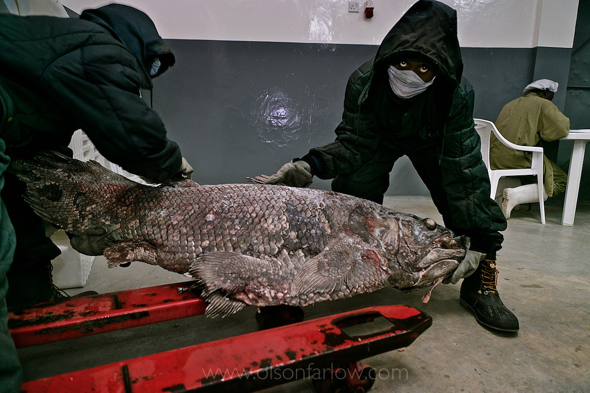 Cấu trúc cơ thể của cá vây tay rất đặc biệt với khớp nối trong hộp sọ và mắt chứa "tapetum lucidum" giúp chúng quan sát tốt trong điều kiện ánh sáng yếu.(Ảnh: Randy Olson)