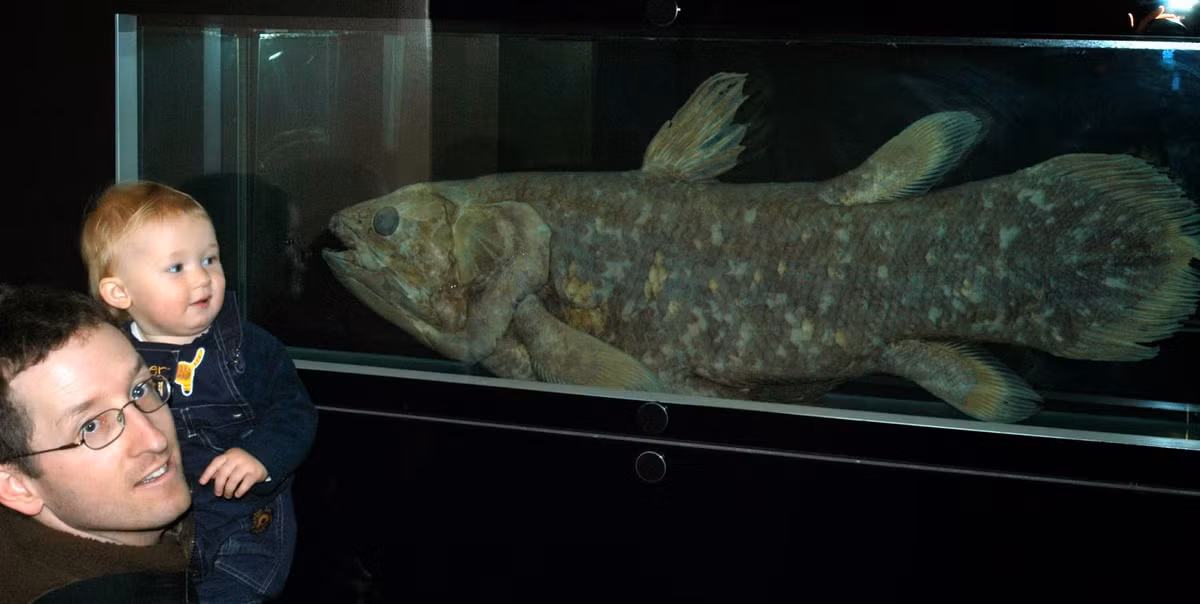 Hiện tại, cá vây tay được xếp vào nhóm cực kỳ nguy cấp theo phân loại của Liên minh Bảo tồn Thiên nhiên Quốc tế (IUCN). Sự sống sót kỳ diệu của chúng cho thấy một loài cá cổ đại vẫn tồn tại và tiến hóa trong điều kiện khắc nghiệt dưới đáy biển.(Ảnh: Eco-Evo Evo-Eco)