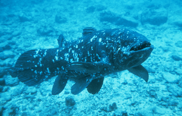 Cá vây tay trưởng thành rất chậm và có thời gian mang thai kéo dài đến 5 năm, lâu nhất trong các loài động vật có xương sống. Loài cá này có nhiều vây giống chi trước và chi sau, được coi là loài chuyển tiếp giữa cá và động vật bốn chân, với bộ gen dài khoảng 3 tỷ ký tự ADN. (Ảnh: Science News)