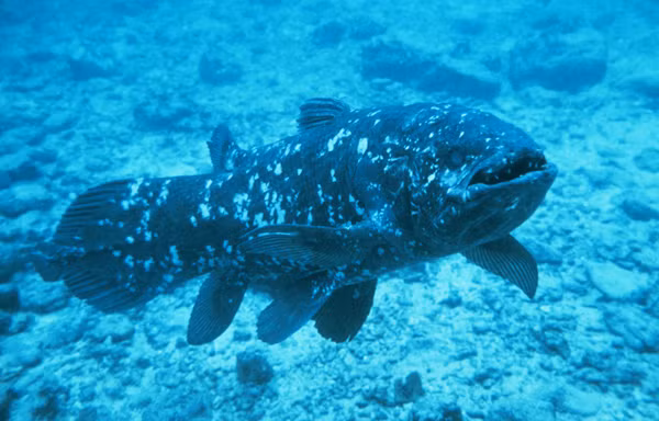 Cá vây tay trưởng thành rất chậm và có thời gian mang thai kéo dài đến 5 năm, lâu nhất trong các loài động vật có xương sống. Loài cá này có nhiều vây giống chi trước và chi sau, được coi là loài chuyển tiếp giữa cá và động vật bốn chân, với bộ gen dài khoảng 3 tỷ ký tự ADN. (Ảnh: Science News)