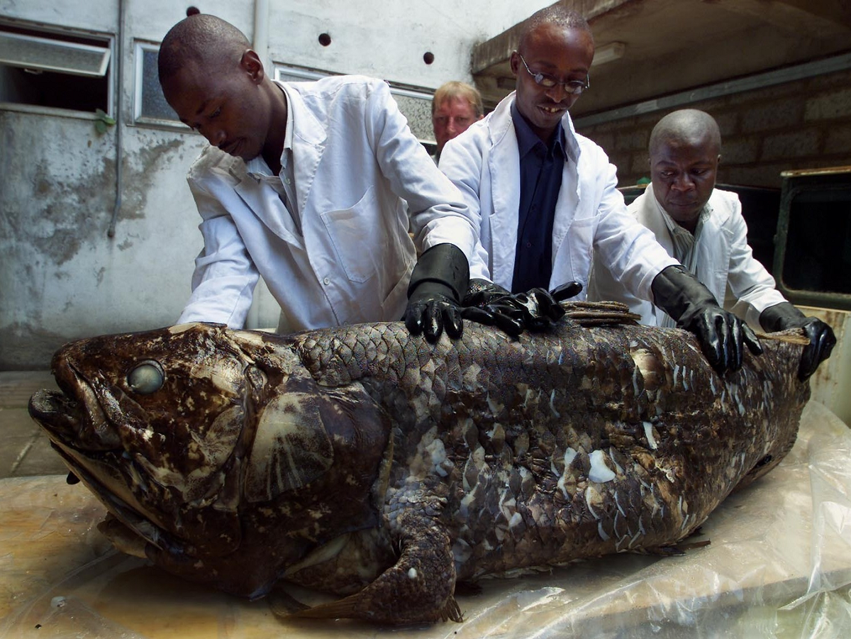 Tốc độ tiến hóa của gen cá vây tay chậm hơn nhiều so với các loài cá khác, giúp các nhà khoa học nghiên cứu tiến hóa sinh học trong điều kiện khắc nghiệt của môi trường biển sâu.(Ảnh: NPR)