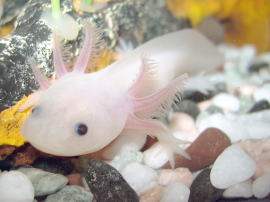 3. Axolotl: Loài này đang trong danh sách cấp độ nguy cấp trên Sách đỏ IUCN. Hiện tại, có khoảng 1,000 cái sống trong tự nhiên. (Ảnh: Simple Wikipedia) 