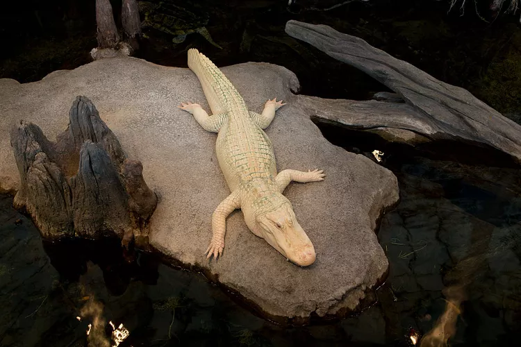 7. Cá sấu: Có khoảng 200 con cá sấu bạch tạng, chủ yếu được chăm sóc trong các khu bảo tồn hoặc trại nuôi tại miền Nam Hoa Kỳ.(Ảnh: treehugger)