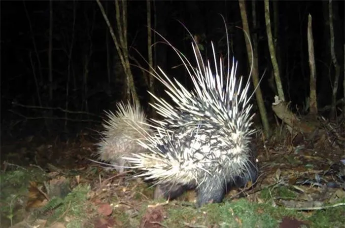 2. Nhím bạch tạng: Năm 2020, một con nhím bạch tạng được phát hiện ở Vườn Quốc gia Bidoup – Núi Bà, Lâm Đồng, Việt Nam. (Ảnh: DNVN)