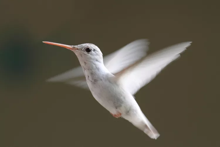 6. Chim nhạn: Loài chim nhạn bạch tạng có mắt đỏ, mỏ và chân đỏ, rất hiếm và thường được ghi nhận ở Bắc Mỹ.(Ảnh: treehugger)
