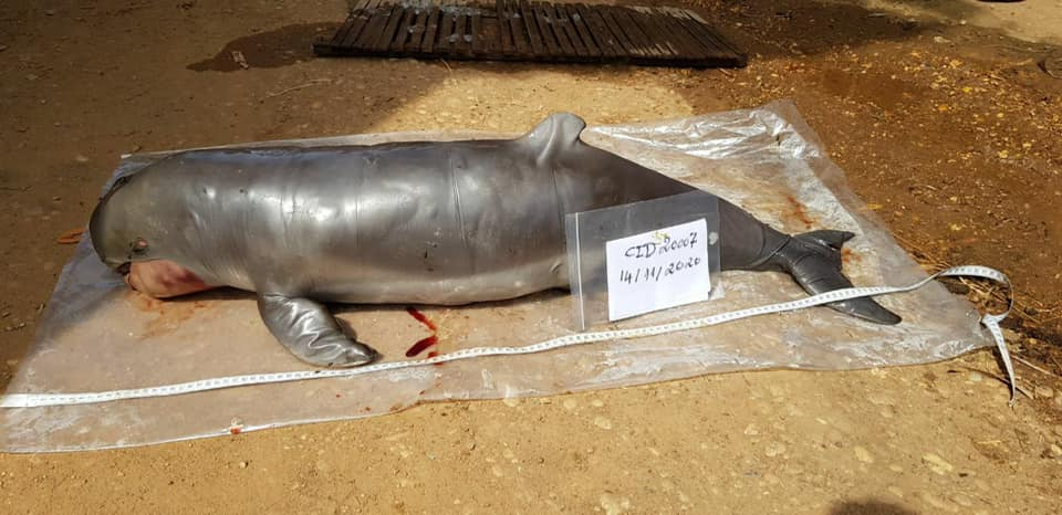 Những mối đe dọa chính đối với cá heo Irrawaddy bao gồm sự khai thác quá mức của con người, mắc cạn trong lưới rê và các hoạt động đánh bắt cá không bền vững. Ô nhiễm môi trường nước và giao thông đường thủy cũng là những yếu tố góp phần làm suy giảm số lượng cá heo Irrawaddy.(Ảnh: www.wwf.or.th)