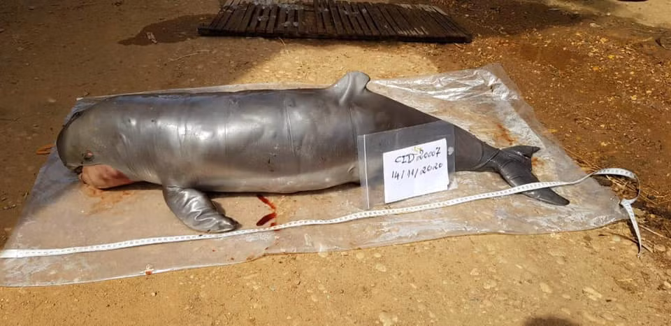 Những mối đe dọa chính đối với cá heo Irrawaddy bao gồm sự khai thác quá mức của con người, mắc cạn trong lưới rê và các hoạt động đánh bắt cá không bền vững. Ô nhiễm môi trường nước và giao thông đường thủy cũng là những yếu tố góp phần làm suy giảm số lượng cá heo Irrawaddy.(Ảnh: www.wwf.or.th)